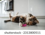 Small photo of Playful cat having fun with catnip ball toy. Furry pets favourite pastime. Fluffy multicolour kitty wrinkles muzzle with pleasure lying on kitchen floor. Love house animals. Best for pets.