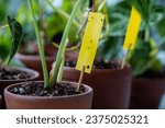 Small photo of Fungus gnats stuck on yellow sticky trap closeup. Non-toxic flypaper for Sciaridae insect pests around Alocasia houseplant at home garden. Eco plant pest control indoor.