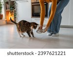 Small photo of Loving pet owner proposing new meal to fastidious finicky eater cat. Old plump animal looks at treat, sniffs, feels doubtful. Feline obesity, overweight, health problems, selective eating disorder