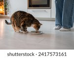 Small photo of Fastidious hungry cat eating tasty healthy liquid food with tuna for good digestion, activity, vitality, action, energy saving and overweight prevention. Fluffy finicky eater likes delicacy treat