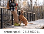 Small photo of Pet owner training dog magyar vizsla while resting on wooden walkway after hiking in forest in warm sunny day. Well-trained clever purebred hound puppy listening commands to give voice, barking loudly