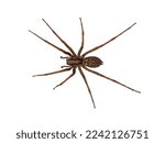 Domestic house spider or barn...