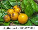 Small photo of Strychnos nux-vomica (Snakewood, strychnine tree, poison nut, quaker buttons) ; Big round fruit, thick skin, pestle. Many seeds inside. Turned from green to yellow and orange red when ripe. poisonous