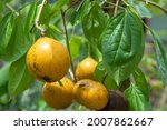 Small photo of Strychnos nux-vomica (Snakewood, strychnine tree, poison nut, quaker buttons) ; showing ripe fruits on tree. round size, thick shell, pestle. many seeds inside. close up, nature light.