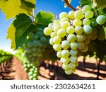 A bunch of white grapes between ...