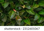 Small photo of A close up photo of Selective focus green leaves of rubber fig on the tree, Ficus elastica is a species of flowering plant in the family Moraceae, Nature background