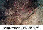 Small photo of Yellow spotted moray eel with lobster in its mouth off the Pelonas Islands, Costa Rica
