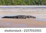 Small photo of Stealthy crocodile in Campeche, Mexico, embodies wild animal life in calm estuary.