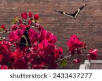 Small photo of Two black and yellow magnificent swallowtail butterflies flit around a bougainvillea bush with vibrant pink flowers against a brick wall backdrop.