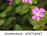 pink flowers | Shutterstock . vector #654716467