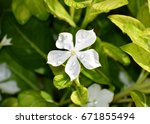 water drops white flowers and... | Shutterstock . vector #671855494