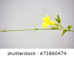 yellow flower and green branch  | Shutterstock . vector #671860474
