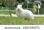 Small photo of Cute white rabbit with long gray ears outdoors on the grass Eating grass with gusto. Animals that eat small mammals. Pets