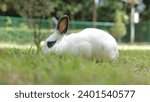 Small photo of Cute white rabbit with long gray ears outdoors on the grass Eating grass with gusto. Animals that eat small mammals. Pets