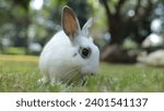 Small photo of Close-up of a cute white rabbit with long gray ears. sitting on the grass outdoors Eating grass with gusto. Animals that eat small mammals. Pets