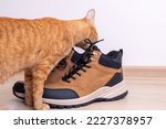 Red Cat Sniffs Men's Shoes On...