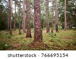Neat Clean Pine Forest With...