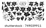 Set Of Isolated Silhouette Lily ...