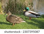 male and female mallard wild duck (Anas platyrhynchos) 