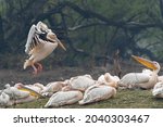A group of great white pelican...