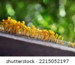 Close Up Of Yellow Mushrooms On ...