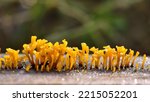 Close Up Of Yellow Mushrooms On ...