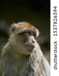      Barbary Macaques Portrait...