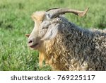 Portrait Of Angora Goat