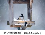 Two Black Capped Chickadees...