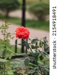 red rose blooming in a garden.... | Shutterstock . vector #2154918491