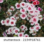 white and red color dianthus... | Shutterstock . vector #2154918761