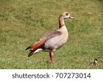 An Egyptian Goose Standing In A ...