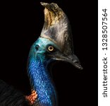 Cassowary image - Free stock photo - Public Domain photo - CC0 Images