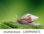 Snail  Giant African Snail Or...