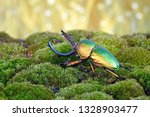 Beetle : Sawtooth beetles (Lamprima adolphinae) or Stag beetles, one of world's most beautiful beetle. 