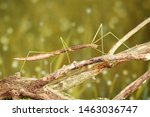 Stick Insect Or Phasmids ...
