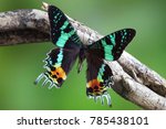 Butterfly : Madagascan Sunset Moth (Chrysiridia rhipheus), World