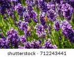 Bees In The Lavender Field