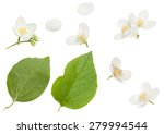 Fresh Jasmine flowers isolated on white