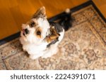 Biewer Yorkshire Terrier In The ...
