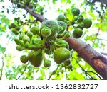 Cluster Fig Or Scientific Name...