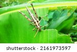 Small photo of Grasshopper Patanga eating a banana leaf with gusto