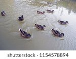 Small photo of ten ducks swimming in a row against the tide in the River Stour in Sandwich Kent England.