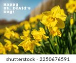 Small photo of Happy St. David's Day text with yellow daffodils flowers. Beautiful greeting card for Saint David celebration in Wales.
