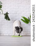 Small photo of cute dog using lick mat for eating food slowly. snack mat, licking mat for cats and dogs