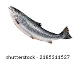 Whole salmon isolated on white. Atlantic salmon. gutted fish carcass. eviscerated carcass salmon. Sea fish, healthy food. carcass of atlantic salmon