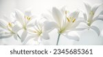 Small photo of white lily flowers banner. White lily flower on white background. Floral wedding card, celebration, invitation, farewell greeting, condolence. Generative AI.