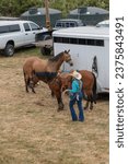 Small photo of A cowgirl at a rodeo is holding a rope. She is in front of two brown unsettled horses and a white trailer. She is wearing a blue shirt and jeans. She has on a white hat.