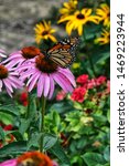 Monarch Butterfly On Cone Flower