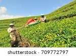 Small photo of KERINCI JAMBI, INDONESIA: MAY 2016 , Workers cultivate tea using tea piker machine at tea plantation located on Kayu Aro KERINCI